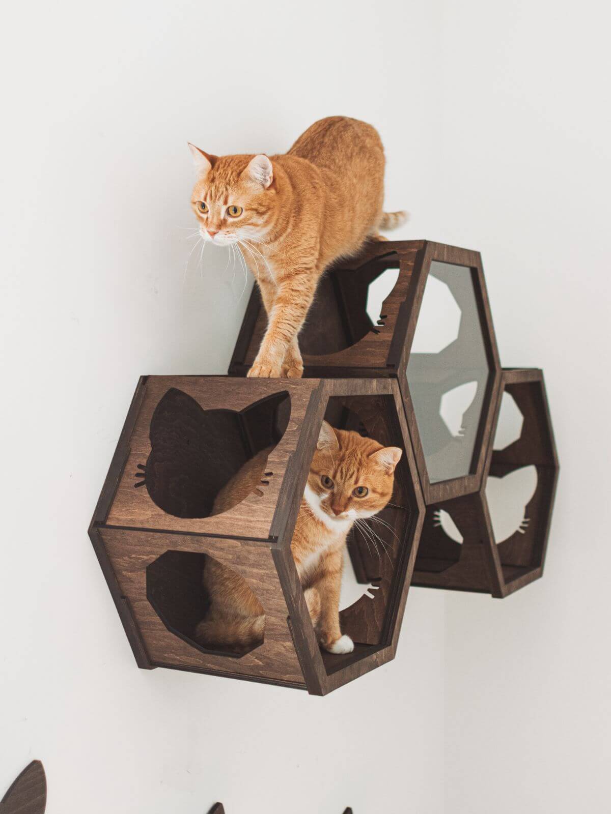 cat wall mounted shelves in dark walnut color with cats on them